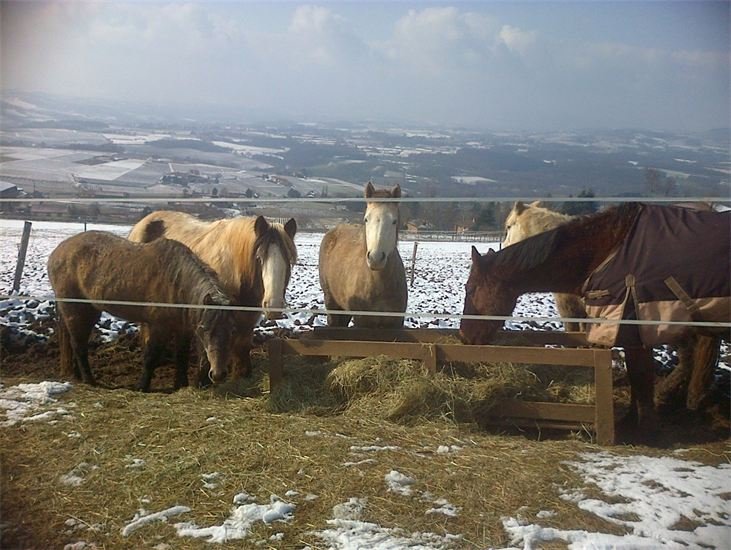 Centre Equestre et Poney-club de Chantemerle - photo 1