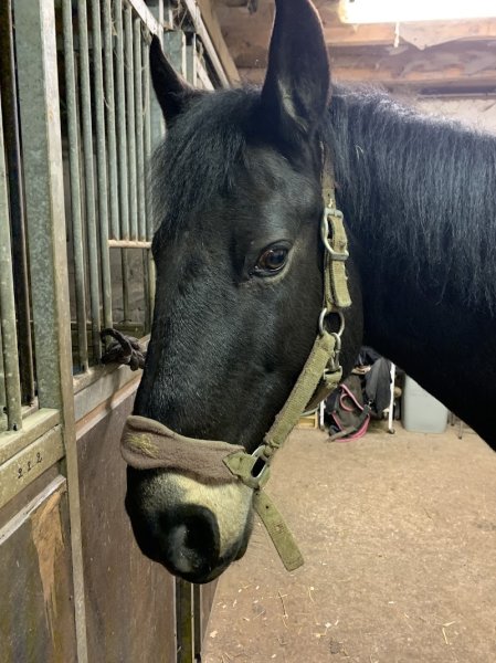 les Écuries d'ARION - Centre équestre 77 - Pension pour chevaux 77 - photo 2