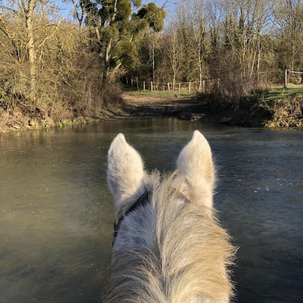 Haras d usta - photo 2