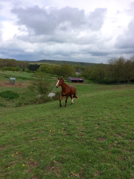 Ecurie du clos des haies