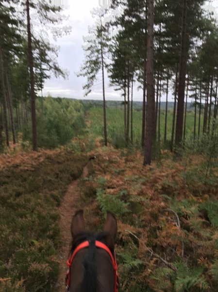 Ecurie du clos des haies - photo 2