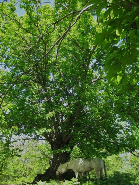Ferme équestre des plaines sauvages