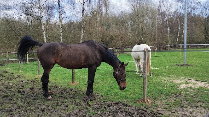 Écurie du marais - photo 3