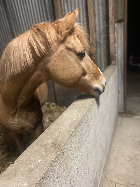 les écuries du breuil - photo 3