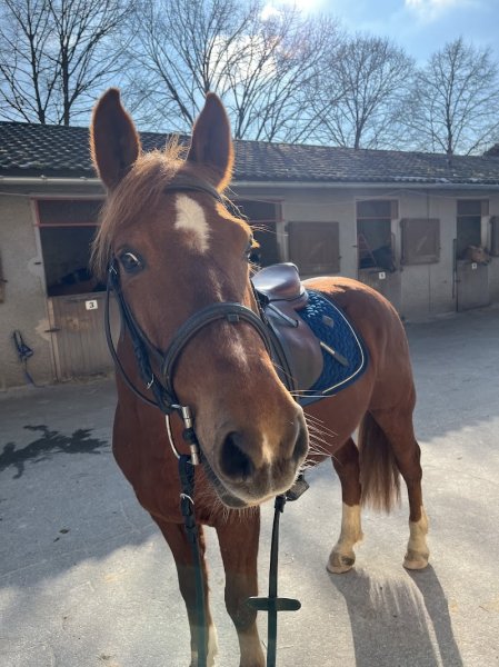 Centre équestre d'Aix les Bains - photo 2