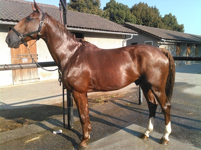 Centre équestre d'Aix les Bains - photo 3
