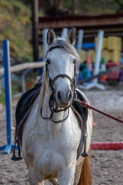 CENTRE EQUESTRE L ETALON - photo 1