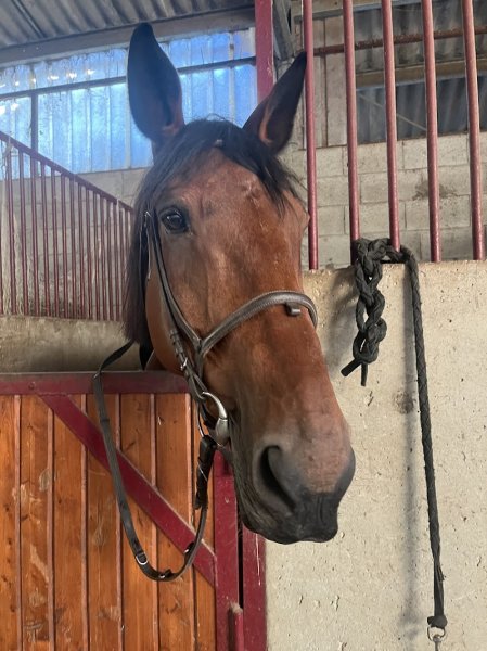 CENTRE EQUESTRE L ETALON - photo 2