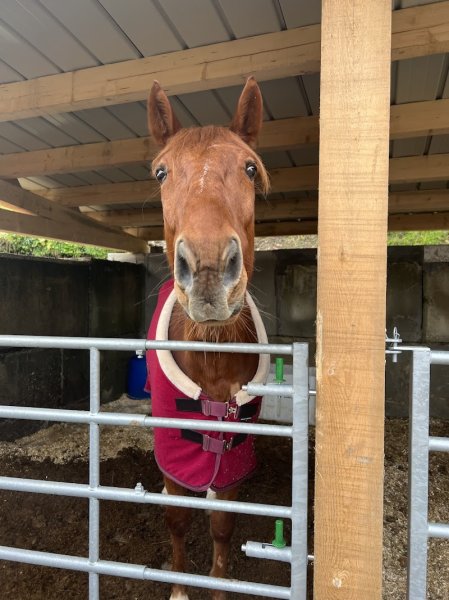 Ecurie de Paradis - photo 1