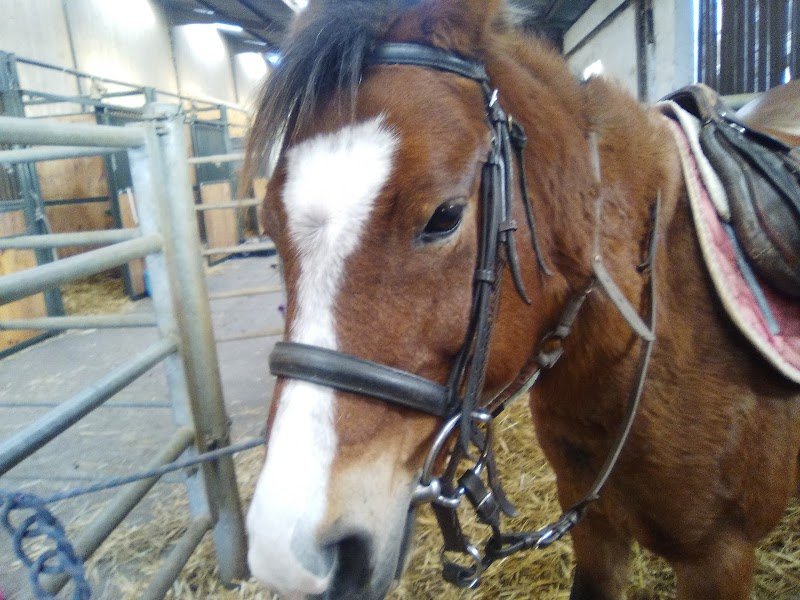 Ecurie de Montagnole - Centre Equestre - photo 2
