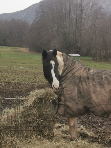 Les Ecuries du Parc - photo 2