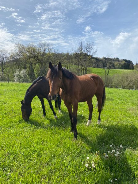 Ecuries des Blés d'Or - photo 1