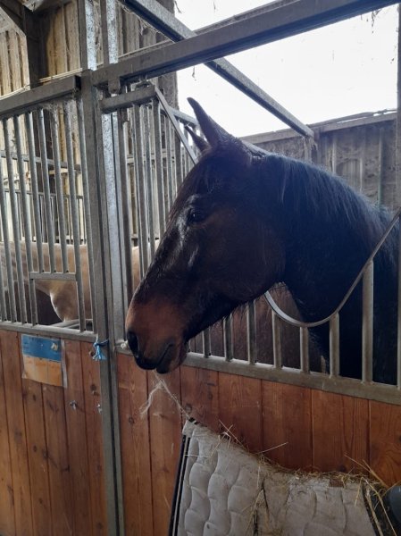 Ecuries des Blés d'Or - photo 2