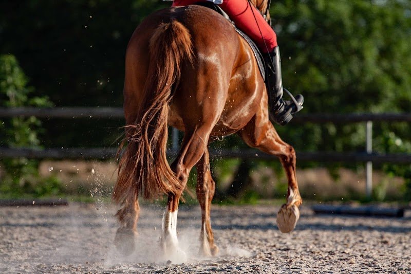 Ecuries des Blés d'Or - photo 3