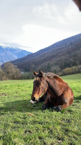 Haras des diligences - photo 1