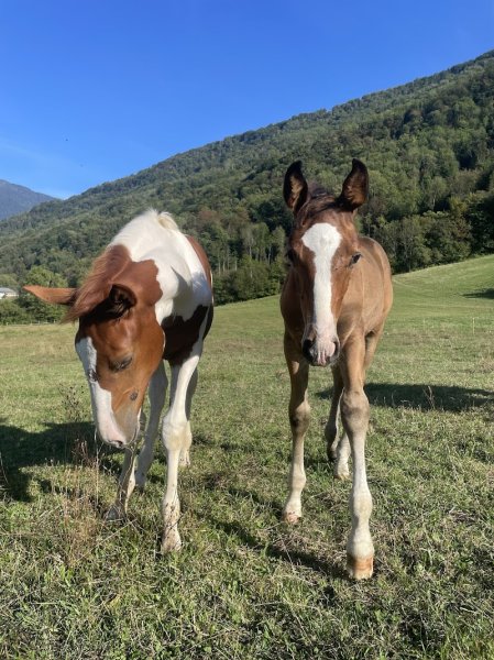 Haras des diligences - photo 2