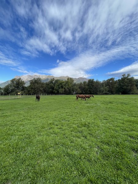 Haras des diligences - photo 3