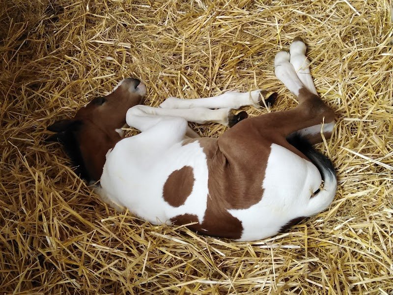 Ecuries du rocher de Montmelian - photo 3