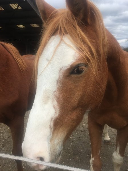 L'Ile Verte Ferme Equestre - photo 3