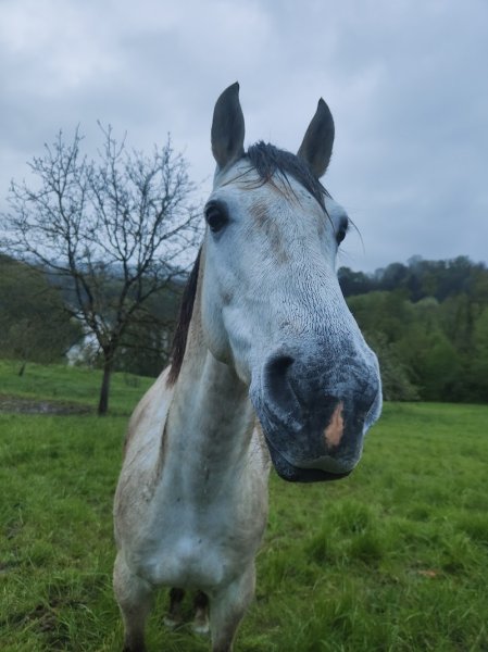 EARL ECURIES DE LA PALUD - photo 3