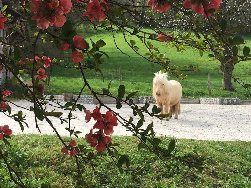 Les Ecuries Des Pious - photo 1