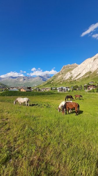 Activités Équestres Tignes Val Claret - photo 3