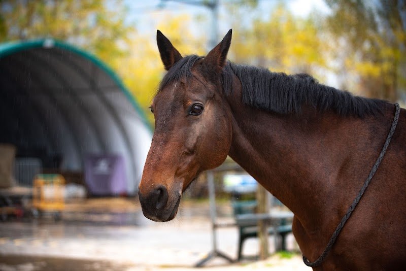 Centre Equestre de Savoie - photo 2