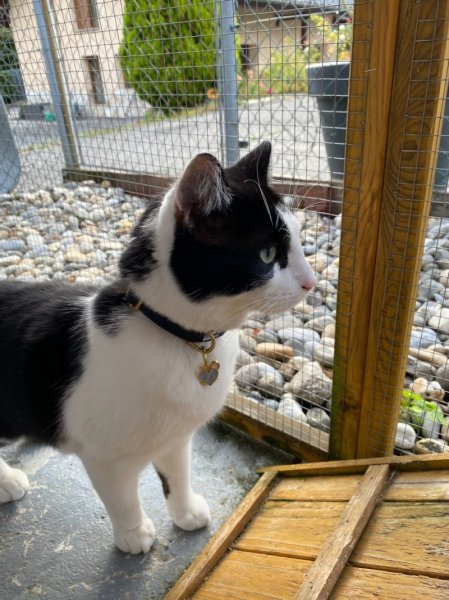 Ennoli's star pension - photo 1