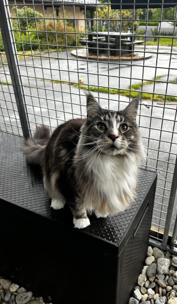 Ennoli's star pension - photo 2