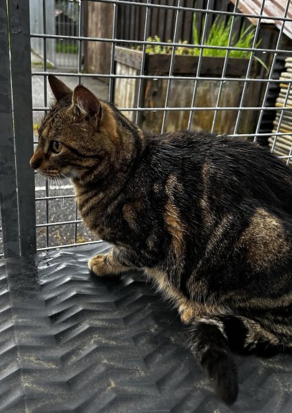 Ennoli's star pension - photo 3