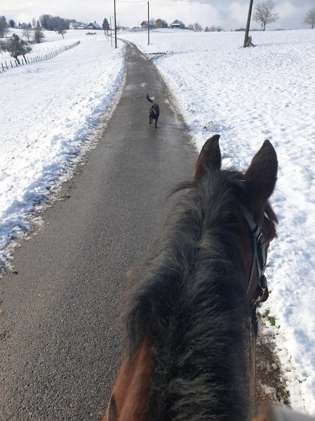 Écurie TerraPaco - photo 3