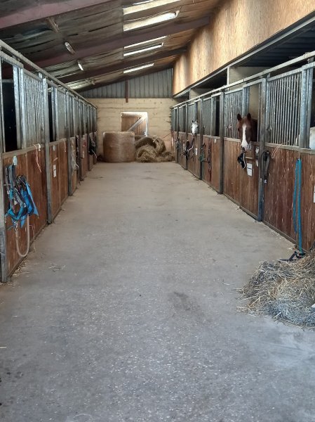 Les Ecuries du Foron / EQUIOSTÉOPLUS - photo 2