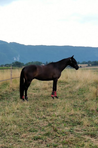 Ecuries 74 du Bois Blanc Haute-Savoie - photo 3