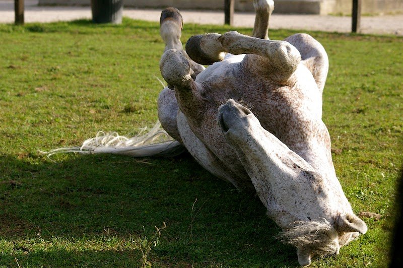 Ecurie des Vanneaux - photo 2