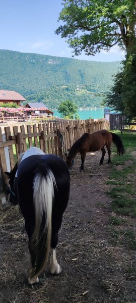 Chasse au Trésor à Dos de Poney Lac d'Aiguebelette - photo 3