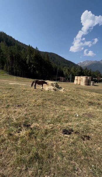 Centre équestre d'été de La Norma