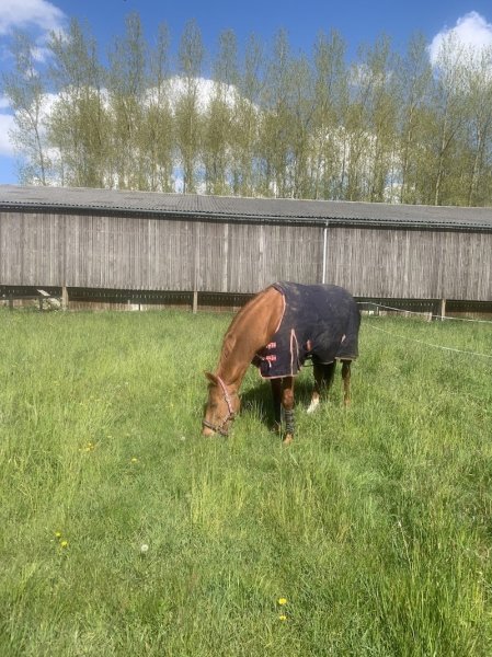 Ecuries de la Croix Saint Nicolas - photo 1