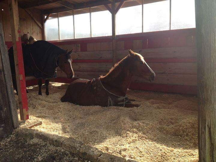 Ecurie Pandora - photo 2