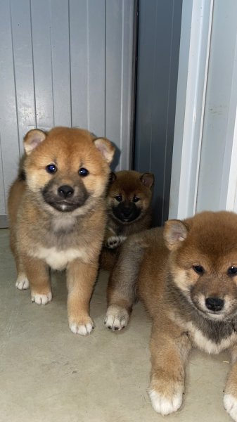 Élevage et pension des Seigneurs de Montbel - photo 1