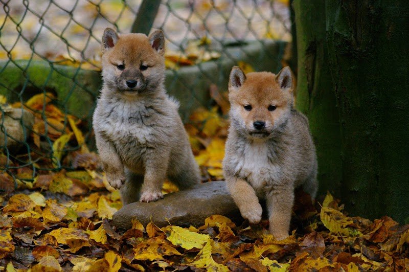 Élevage et pension des Seigneurs de Montbel - photo 2