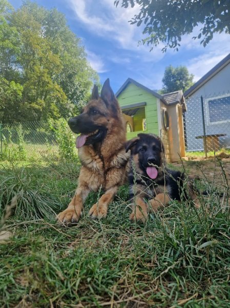 Élevage et pension des Seigneurs de Montbel - photo 3