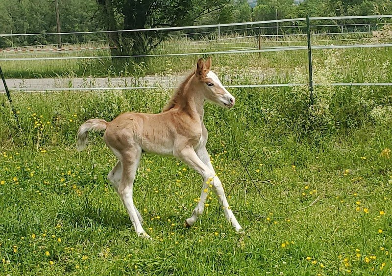 Écuries des Rives de la Tour - photo 2