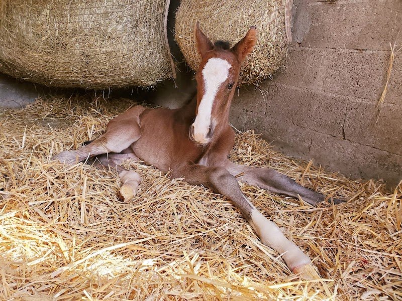 Écuries des Rives de la Tour - photo 3