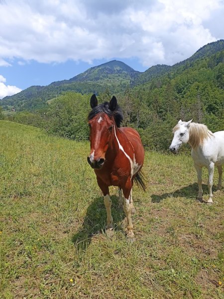 Les chevaux de la diamanterie - photo 3
