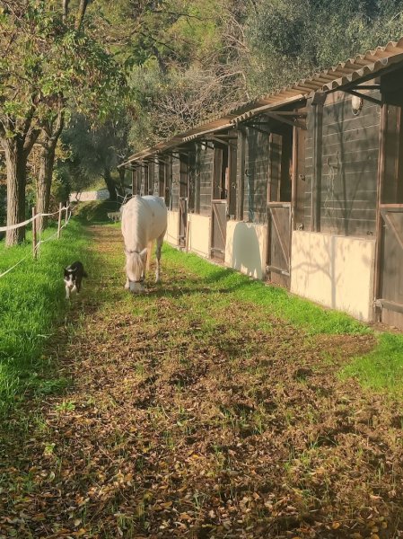 Écurie de Laghet - photo 3