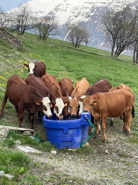 Ecurie de Panino - photo 3