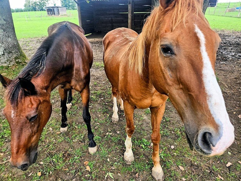 Les Écuries Krystal - photo 1