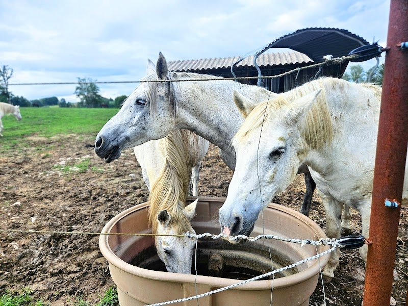 Les Écuries Krystal - photo 2