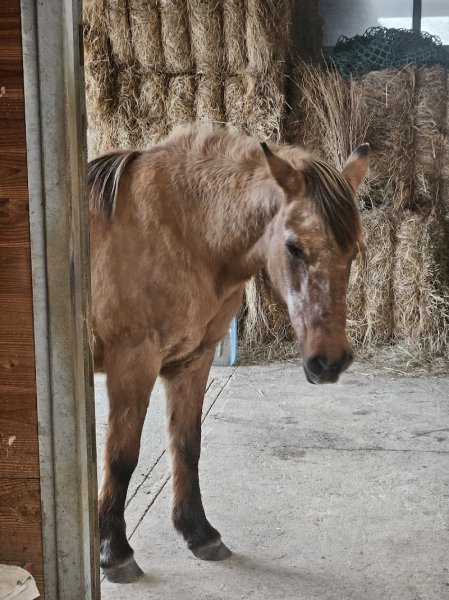 Les Écuries Krystal - photo 3