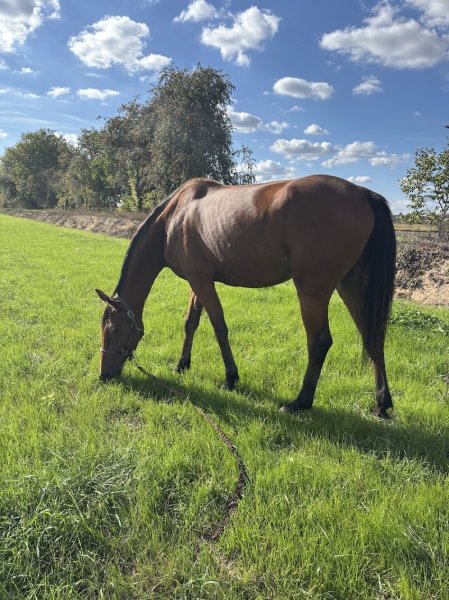 Écurie Saint Martin - photo 2